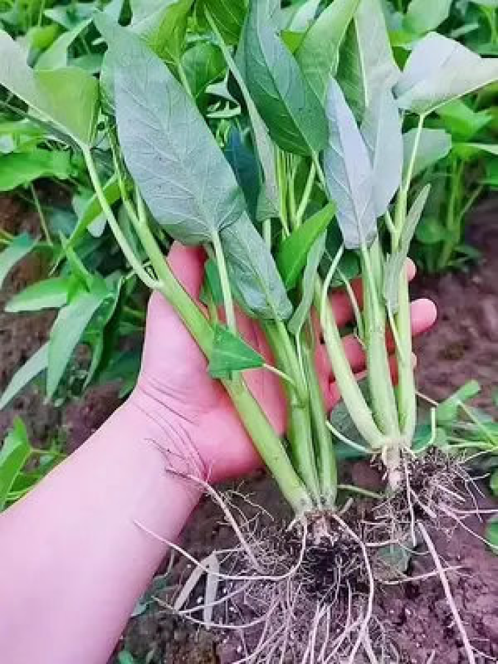 种植蔬菜的热爱与坚持，一颗种子的旅程