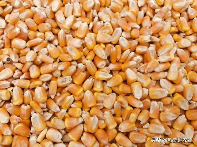 天津玉米价格最新行情及分析