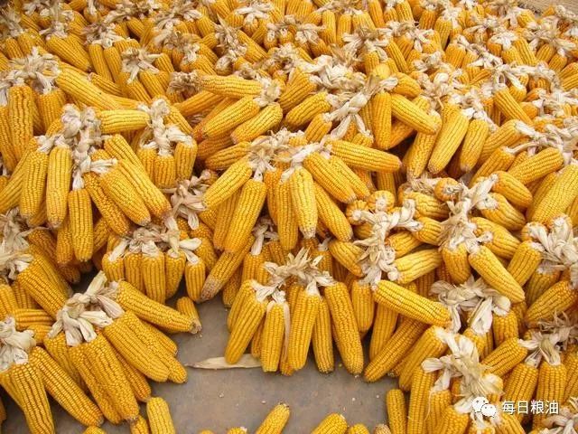 潍坊玉米价格最新行情及分析概览