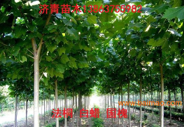 济宁法桐最新报价揭秘，市场趋势与价格动态深度探讨