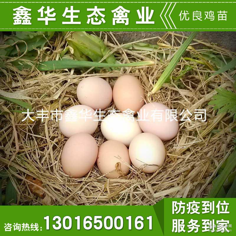土鸡蛋最新价格动态与市场价格分析