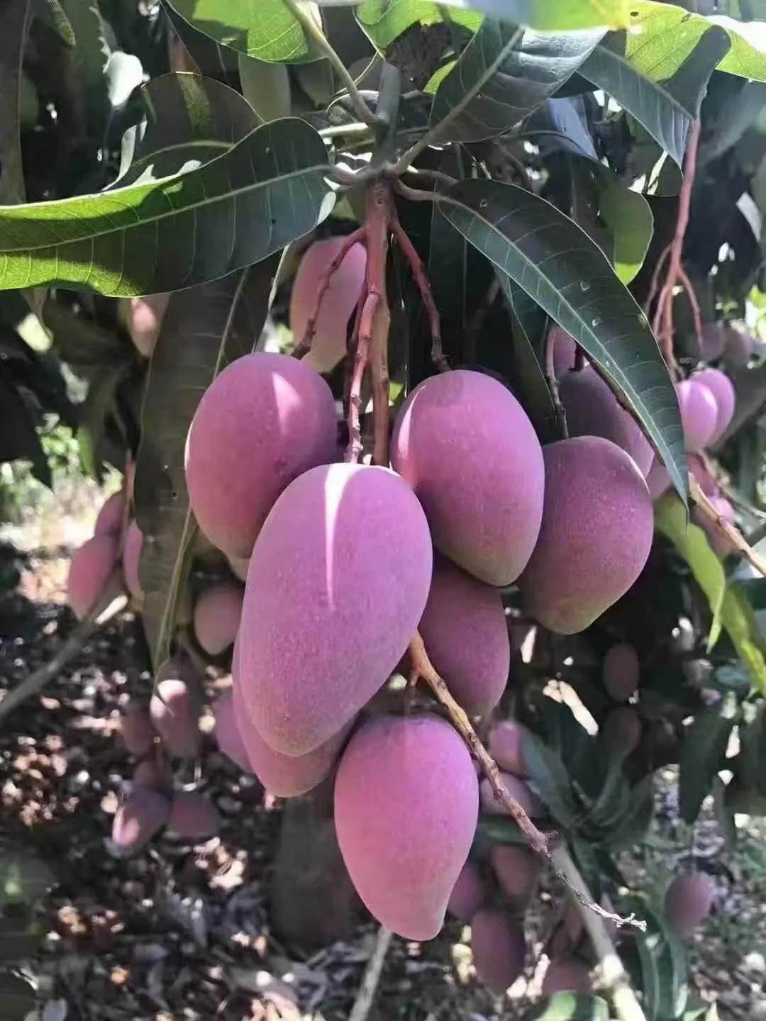 最新芒果品种，探索美味与健康无限可能
