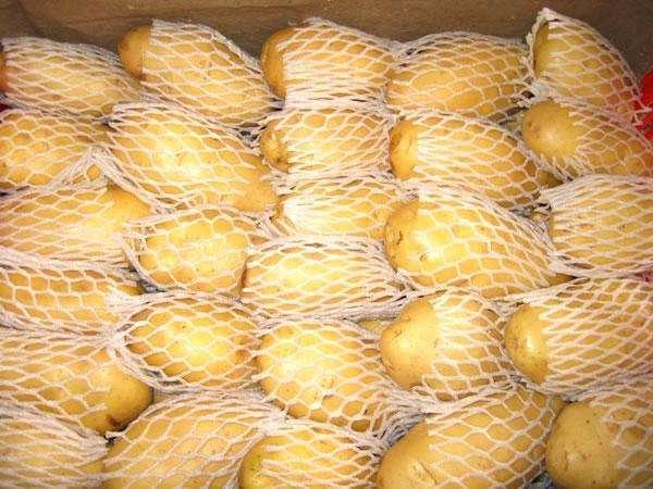 马铃薯最新价格走势及分析概览