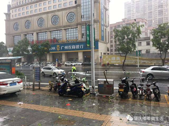 肇庆台风最新实况，风雨中的坚守与应对挑战