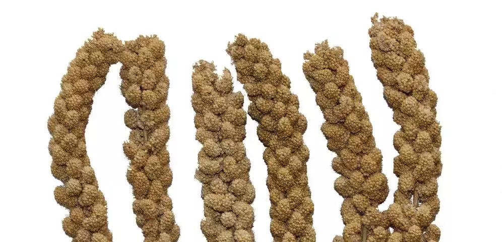 白城谷子最新价格动态及分析
