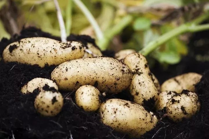 内蒙土豆最新价格及动态分析概览