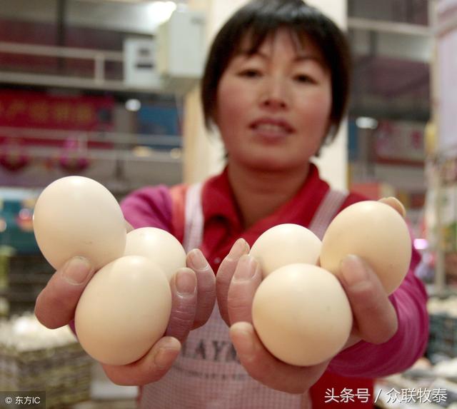 河南周口鸡蛋最新价格动态分析与趋势预测