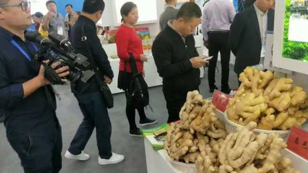 宏大大姜最新价格动态分析与趋势预测