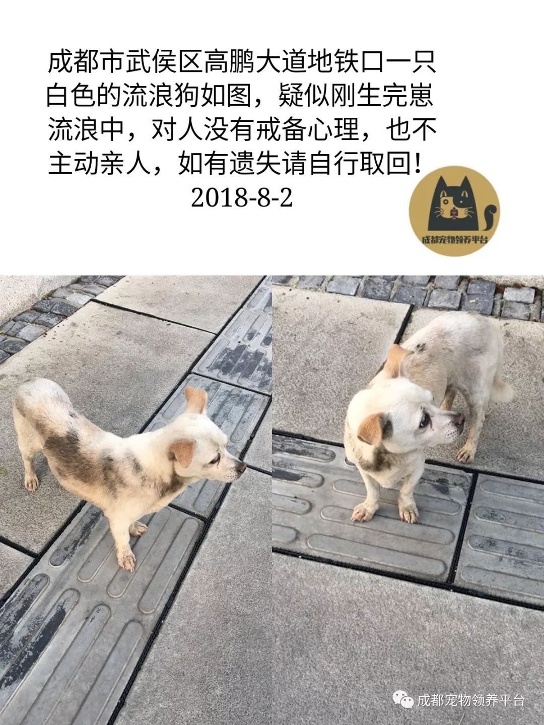成都最新寻狗启事，城市中的爱心寻找温暖回归之路