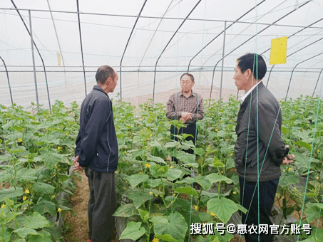 云烟87最新栽培技术详解