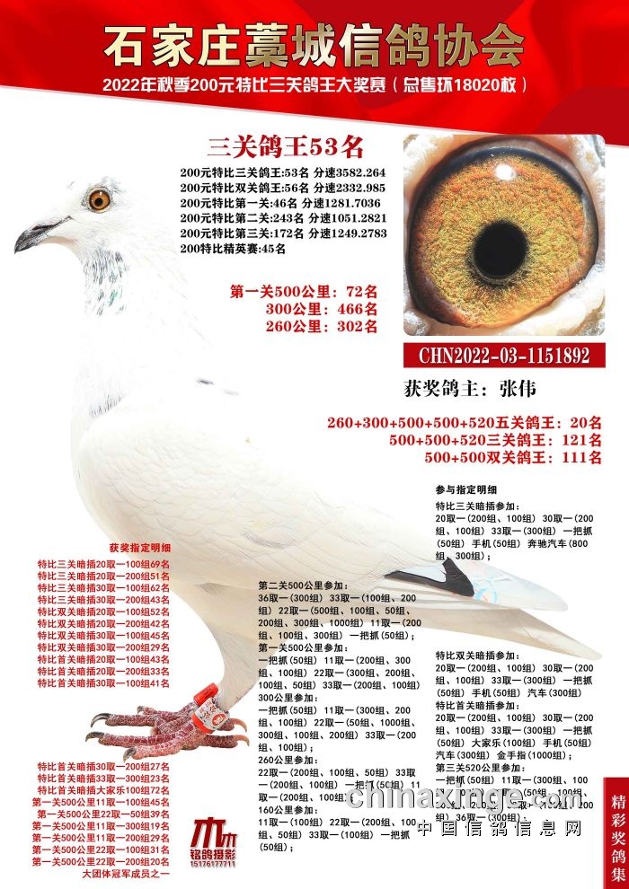 藁城信鸽协会最新公告，未来规划与活动安排揭晓