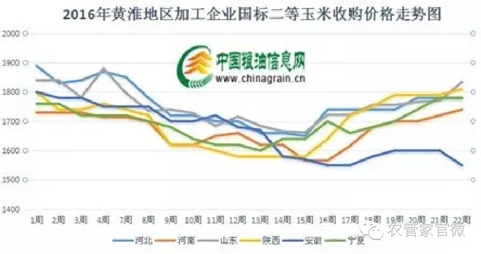 黄淮玉米最新价格及动态分析概述