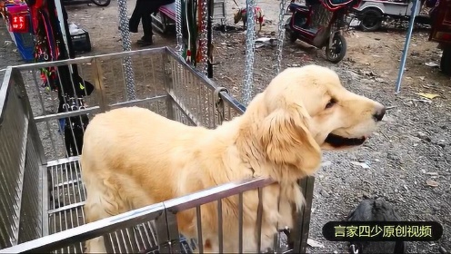 长垣最新买狗攻略，购买指南与指南详解