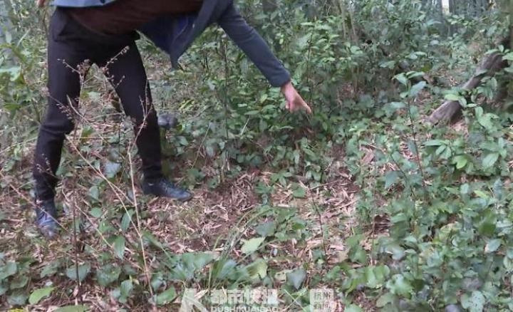最新抓野兔视频，探索现代捕捉野兔的技巧与方法