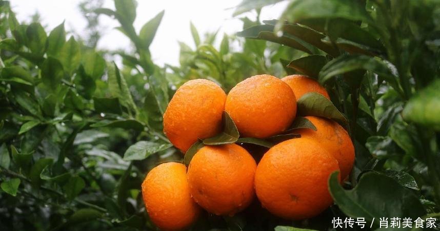 广西沃柑最新价格动态与市场分析报告