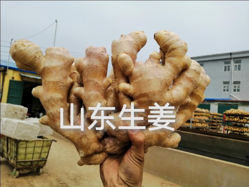安丘大姜最新价格行情分析与趋势预测