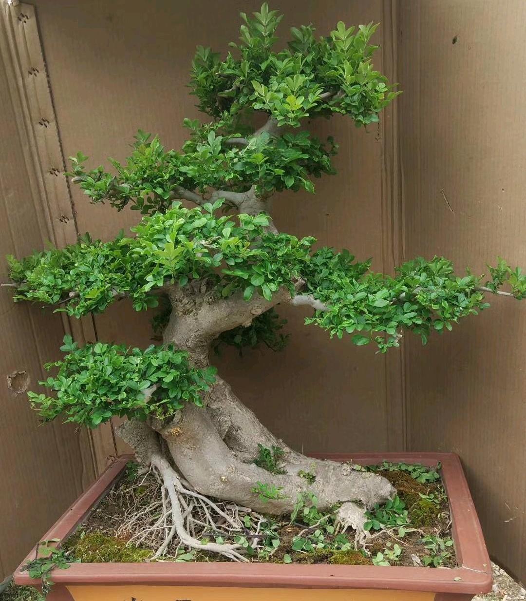 最新盆景图片，自然之美的艺术展现风采