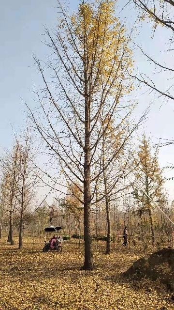 银杏树价格动态更新，市场分析、趋势预测与市场反应
