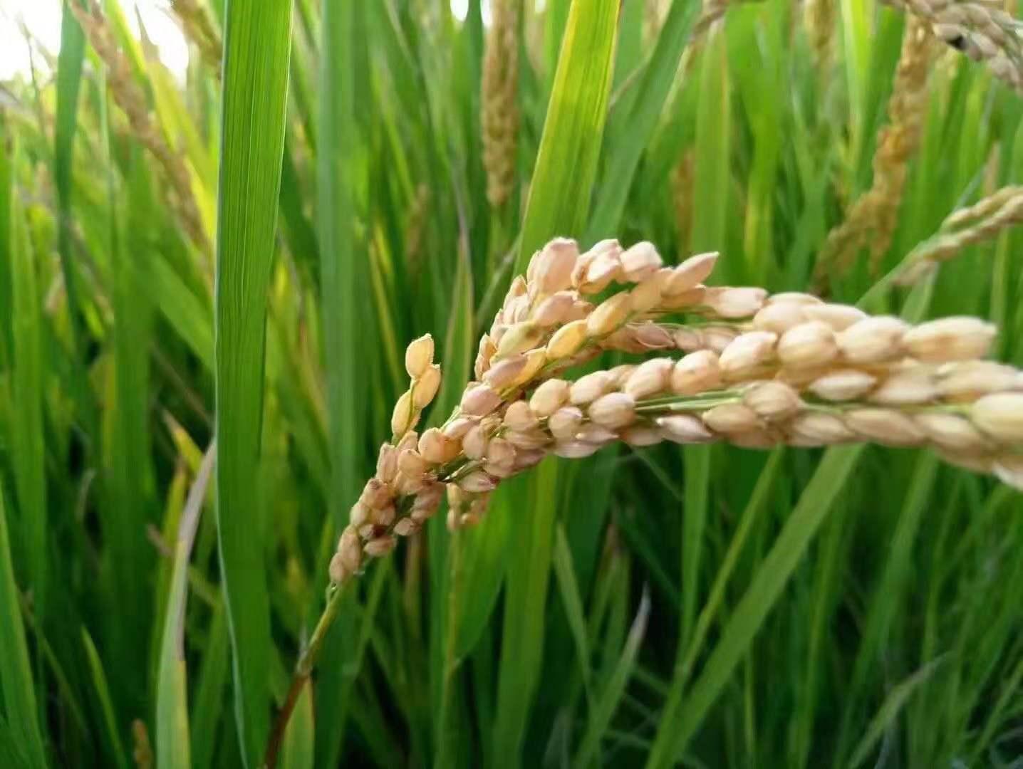 河北麦子价格最新行情及分析概览