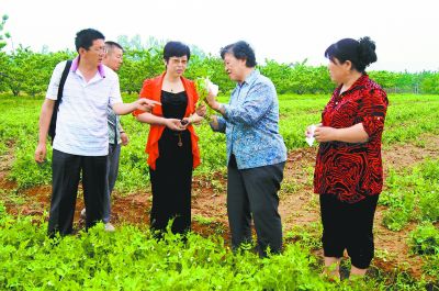 上门女婿小豌豆的最新故事更新盘点