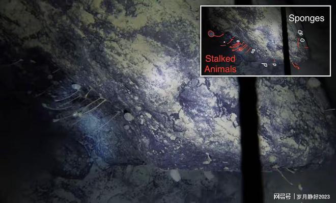 外星生命最新发现，探寻宇宙未知领域，揭开生命神秘面纱