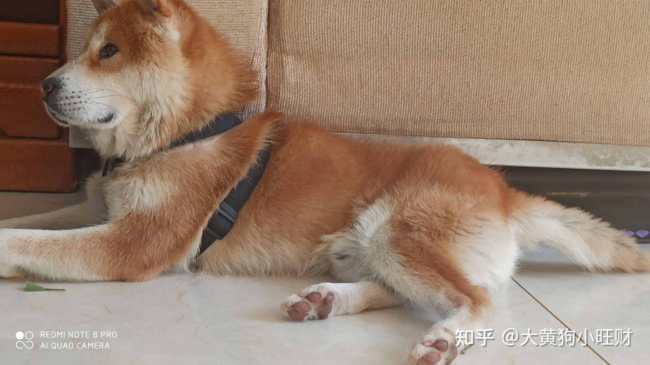 广西土猎犬最新出售信息，品质与信誉的双重保障