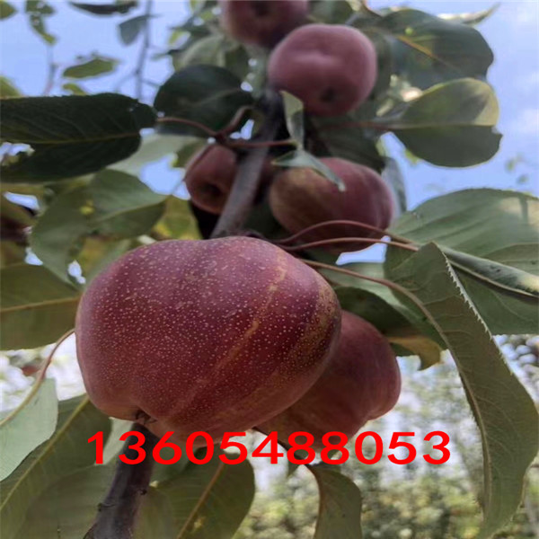 梨树贴吧最新动态，探索与发现