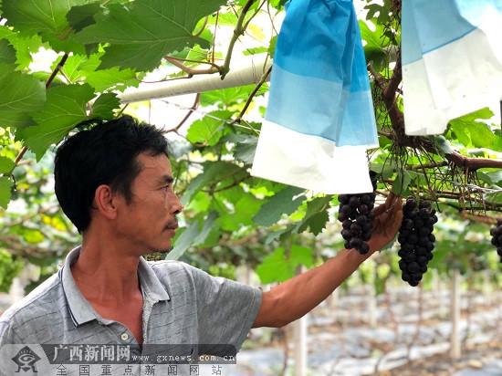 梧州出租房最新消息深度解析与解读